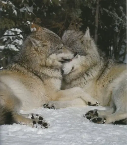 most amazing examples of monogamy in animal world 4