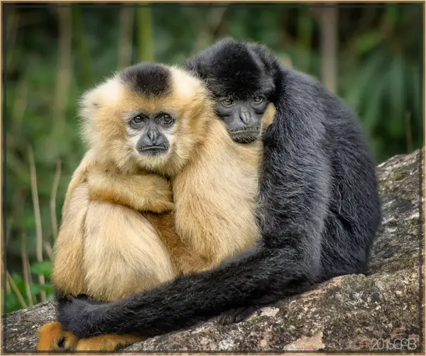 most amazing examples of monogamy in animal world 8