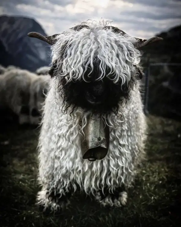 next time you count sheep to fall asleep think of valais blacknose sheep 11 pictures 10