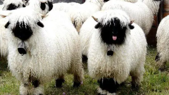 next time you count sheep to fall asleep think of valais blacknose sheep 11 pictures 2