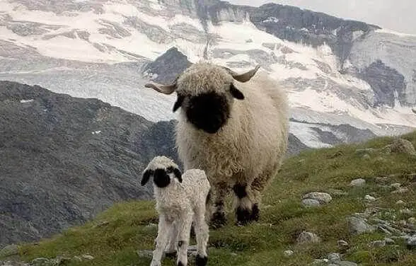 next time you count sheep to fall asleep think of valais blacknose sheep 11 pictures 3