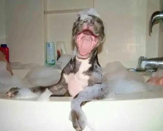 not all animals hate bath time 15 pics 1 video 11