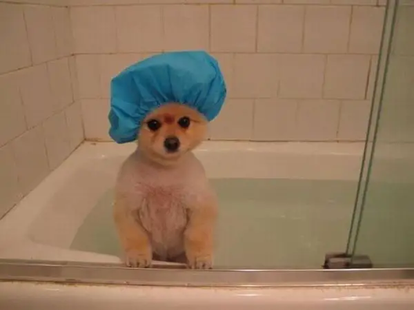 not all animals hate bath time 15 pics 1 video 13