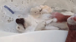 not all animals hate bath time 15 pics 1 video 14