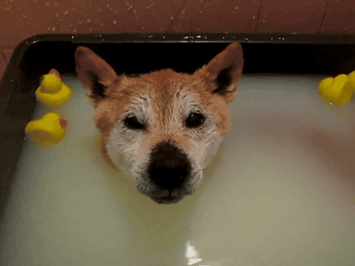 not all animals hate bath time 15 pics 1 video 6