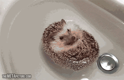 not all animals hate bath time 15 pics 1 video 8