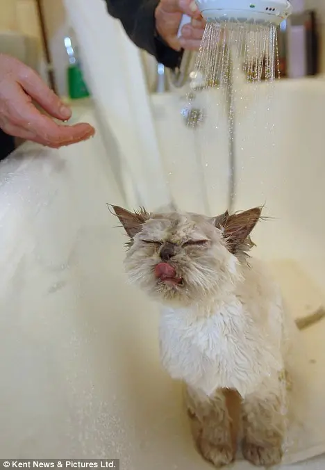 not what youd expect from cat and water mix 1