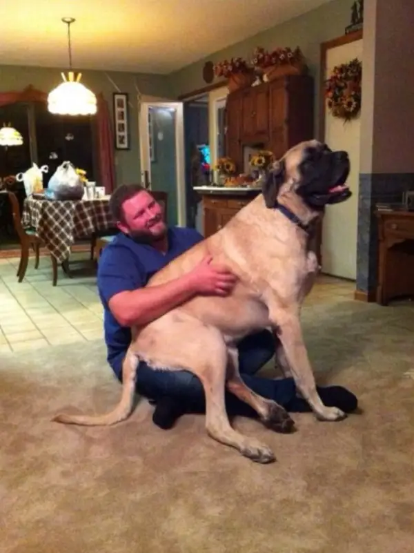 once a lap dog always a lap dog 19 pictures 4
