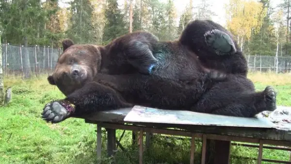 orphaned and amazingly talented animal painter juuso the bear 17 pictures 1