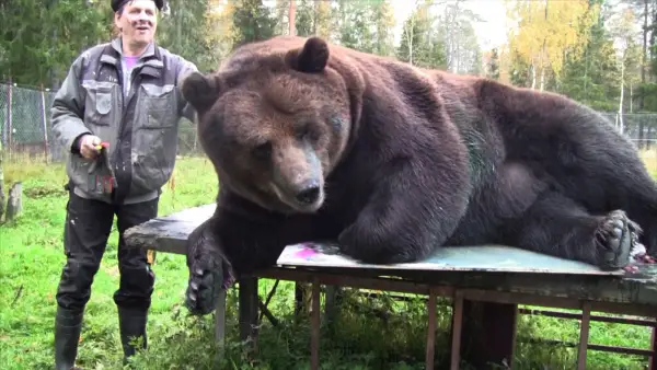orphaned and amazingly talented animal painter juuso the bear 17 pictures 7