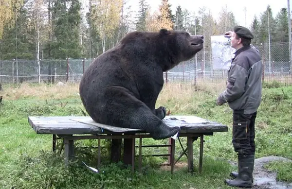 orphaned and amazingly talented animal painter juuso the bear 17 pictures 9