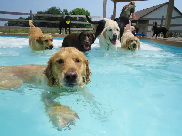 perfect solution when you need a help with your pet a classy pool party 11 pics 1 video 10