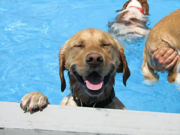 perfect solution when you need a help with your pet a classy pool party 11 pics 1 video 4