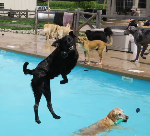 perfect solution when you need a help with your pet a classy pool party 11 pics 1 video 6