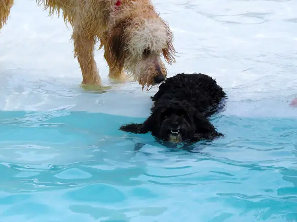 perfect solution when you need a help with your pet a classy pool party 11 pics 1 video 9