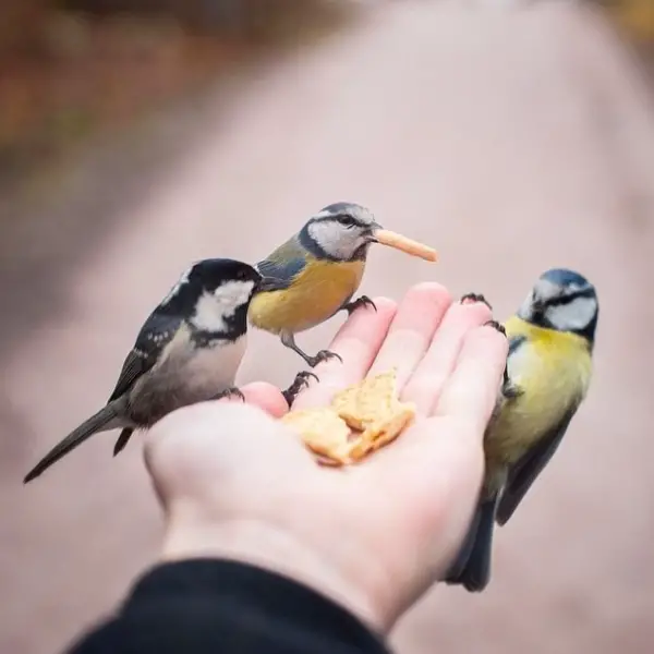 photographer that makes a sweet deal with wild animals 17 pictures 15