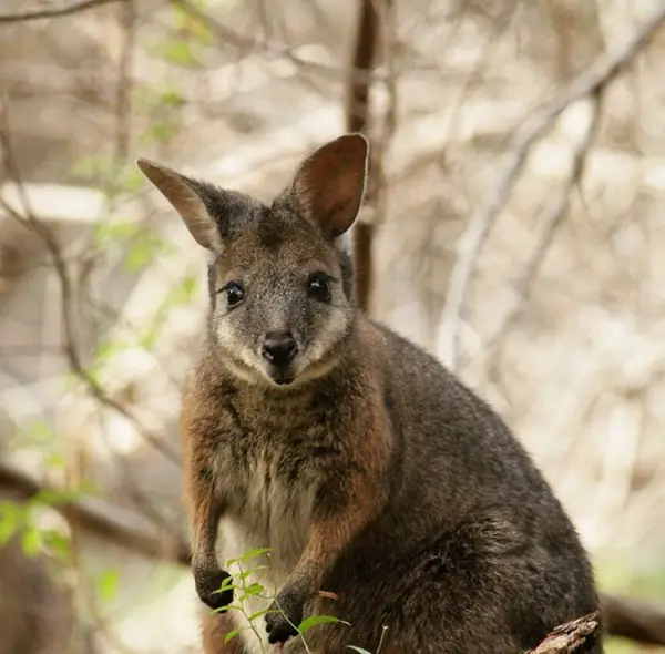 picturing the exotic wildlife of australia 12 pictures 9