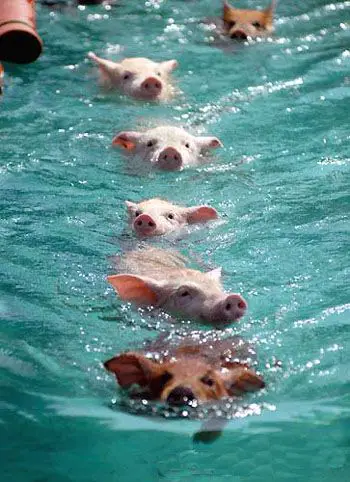 pigs cant fly but can certainly swim on this island 9 pictures video 1