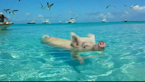 pigs cant fly but can certainly swim on this island 9 pictures video 10