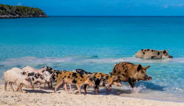 pigs cant fly but can certainly swim on this island 9 pictures video 3