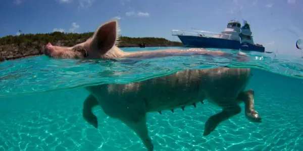 pigs cant fly but can certainly swim on this island 9 pictures video 4