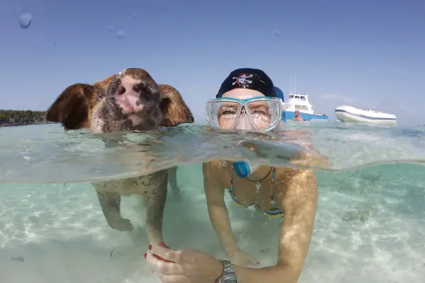 pigs cant fly but can certainly swim on this island 9 pictures video 7