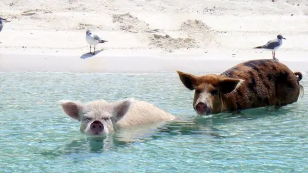 pigs cant fly but can certainly swim on this island 9 pictures video 9
