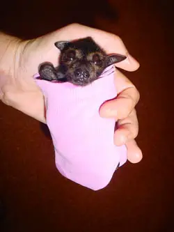 place where orphaned baby bats get second chance 12 pics 10