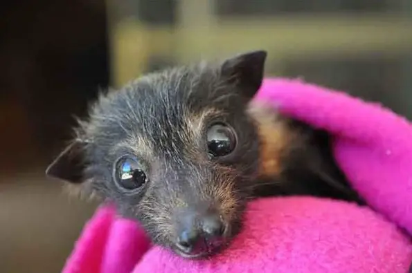 place where orphaned baby bats get second chance 12 pics 3