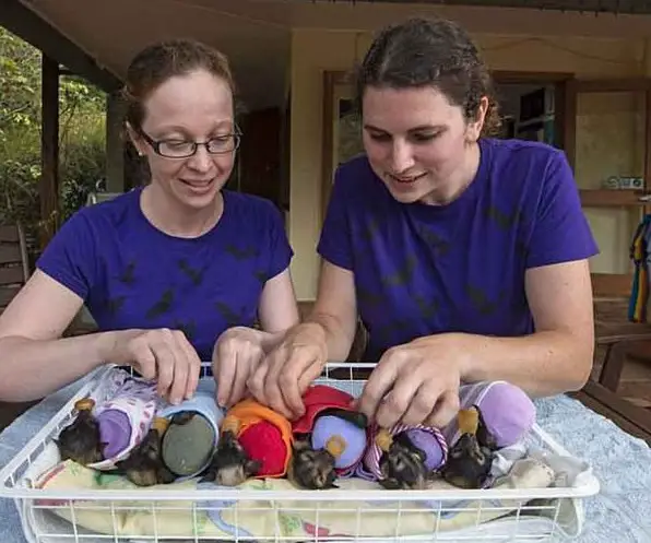 place where orphaned baby bats get second chance 12 pics 6