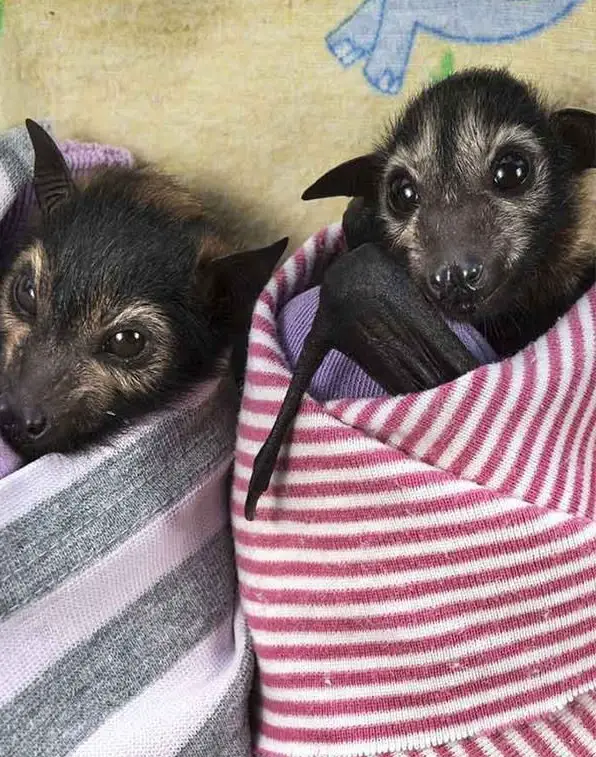place where orphaned baby bats get second chance 12 pics 7