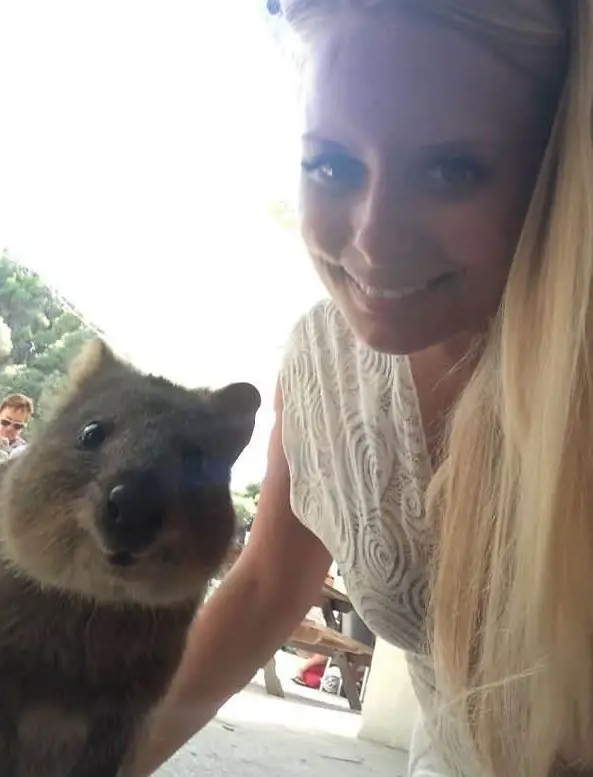 quokka selfies are definitely the most adorable new trend in australia 15 pics 3