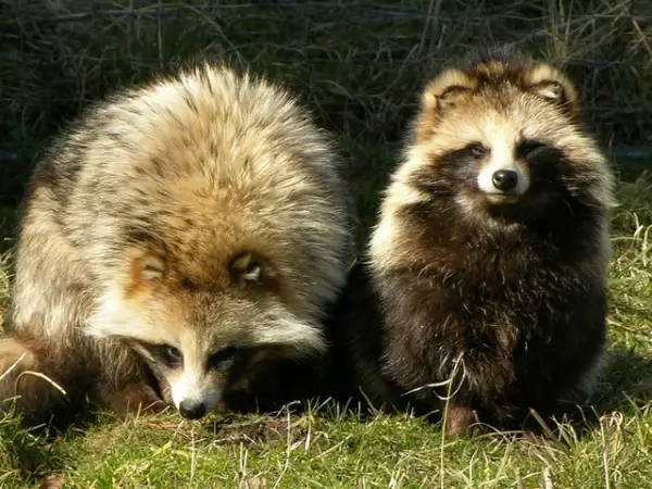 raccoon dog  racoon dog tanuki is a bit of both 11 pictures 11
