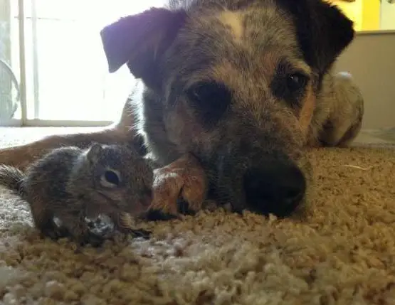 saving private squirrel story of heartwarming rescue told in 13 pics 7