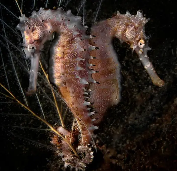 seahorse a tiny alien on earth 9