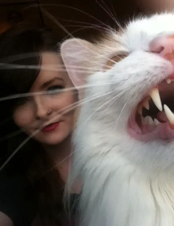 see what happens when you try to take a selfie with a cat 12 pictures 10