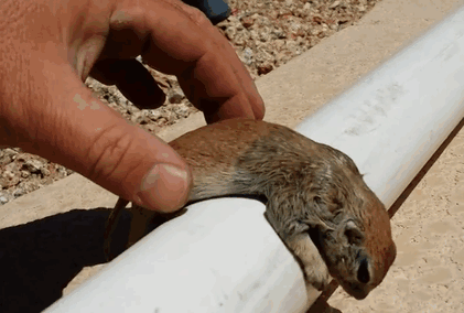 selfless pool guy saves drowning squirrel through cpr 8 pics 1 video 1