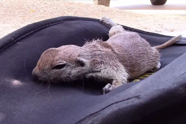 selfless pool guy saves drowning squirrel through cpr 8 pics 1 video 2