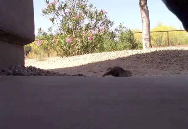 selfless pool guy saves drowning squirrel through cpr 8 pics 1 video 3