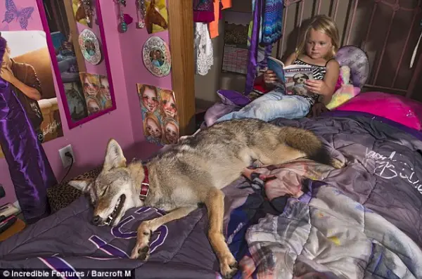 sharing bed with a coyote 7