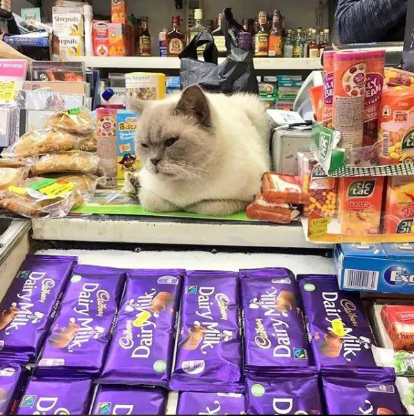 silly cats of bodega stores 12 pictures 1