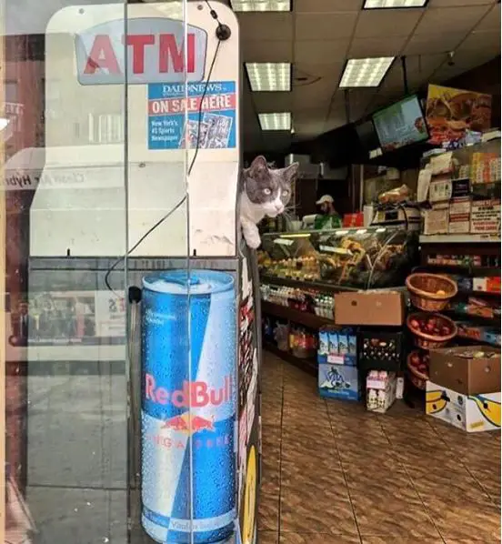 silly cats of bodega stores 12 pictures 7