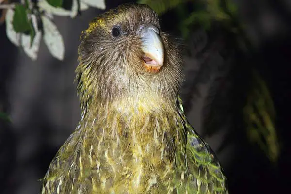 sirocco the kakapo is a parrot superstar 5 pics 4 videos 3