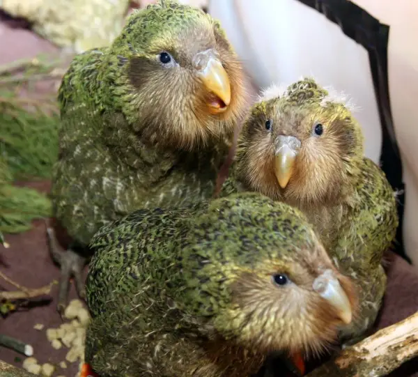 sirocco the kakapo is a parrot superstar 5 pics 4 videos 5