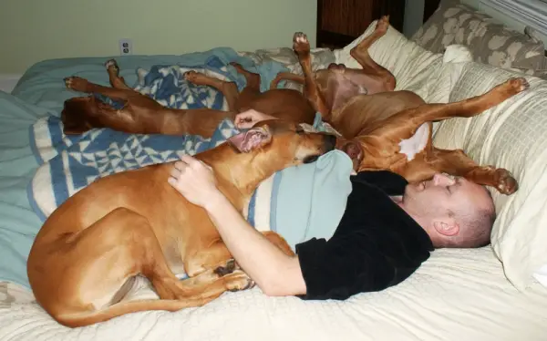 sleeping with your pet yes or no 17 pictures 14