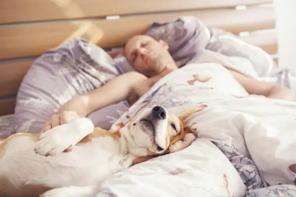 sleeping with your pet yes or no 17 pictures 2