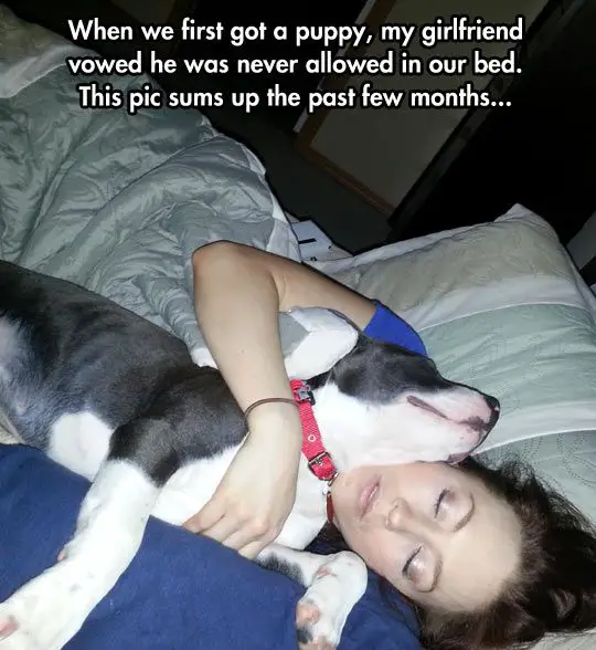 sleeping with your pet yes or no 17 pictures 6