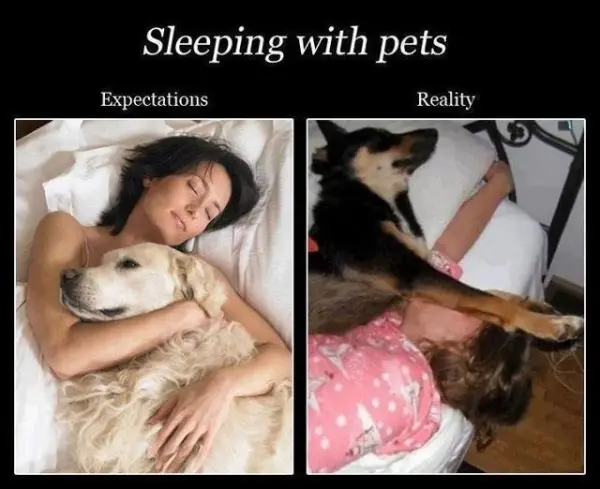 sleeping with your pet yes or no 17 pictures 8