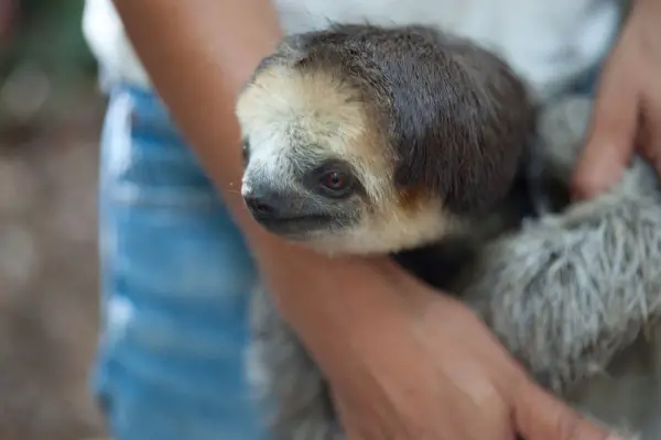 sloth 10