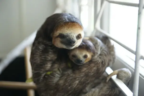sloth 11